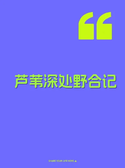 芦苇深处野合记